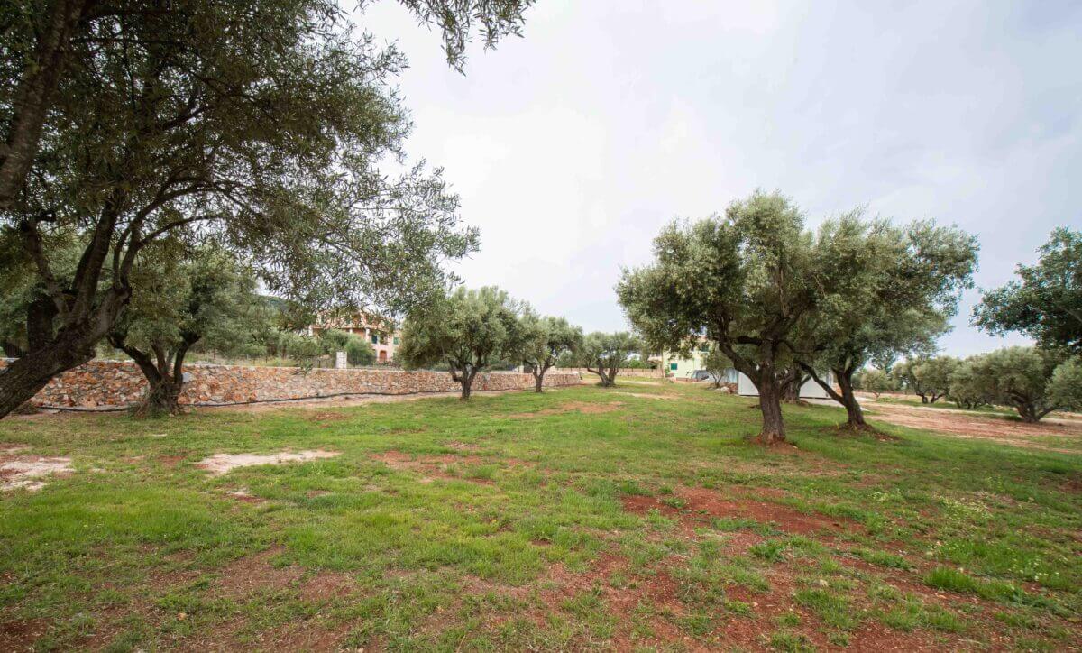 Αυτοκινούμενα τροχόσπιτα παρκαρισμένα ειρηνικά κάτω από τη σκιά των ελαιόδεντρων στο Camper Stop Lefkada στους Τσουκαλάδες.